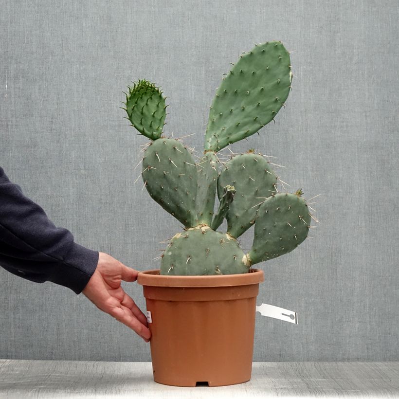 Amostra de Opuntia gregoriana Vaso de 4 L/5 L tal como entregue no verão