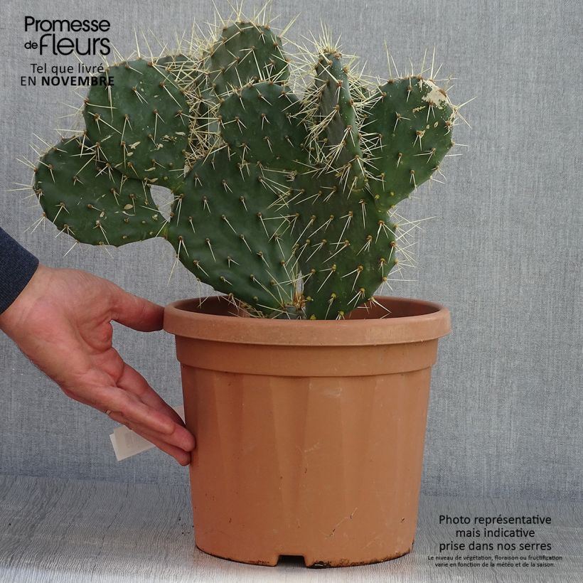 Amostra de Opuntia howeyi Vaso de 4 L/5 L tal como entregue no outono