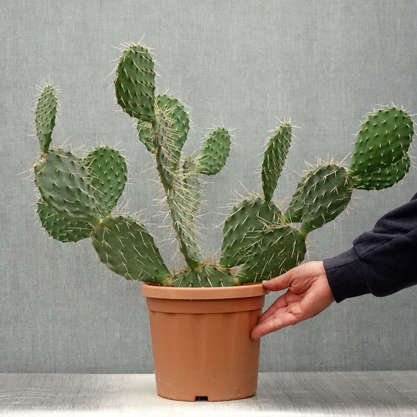 Amostra de Opuntia howeyi Vaso de 4 L/5 L tal como entregue no verão