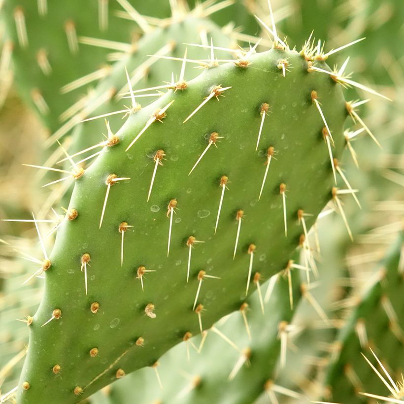Opuntia howeyi (Folhagem)