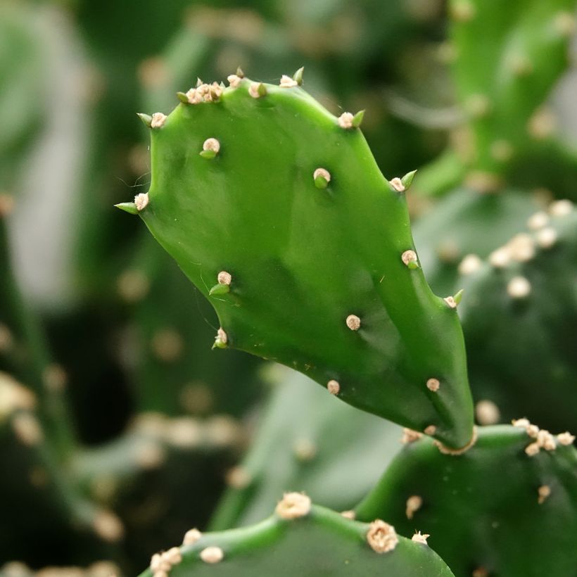 Opuntia jamaicensis (Folhagem)