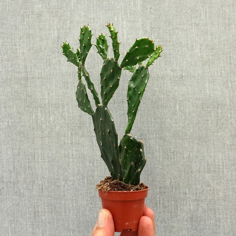 Amostra de Opuntia jamaicensis - Cactus raquette Miniplanta tal como entregue na primavera