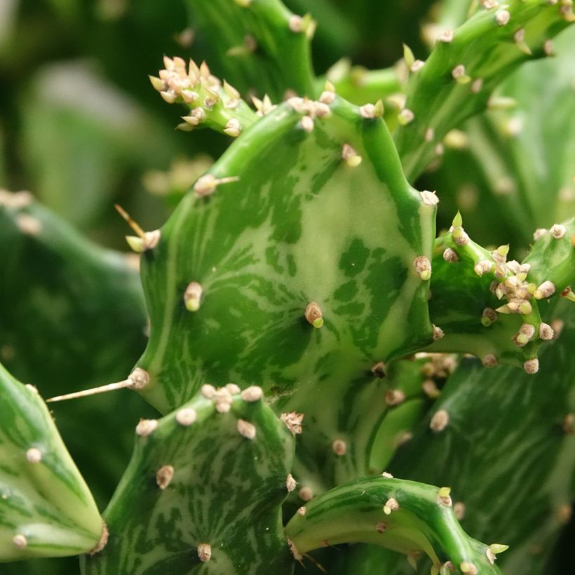 Opuntia jamaicensis Ghost (Folhagem)