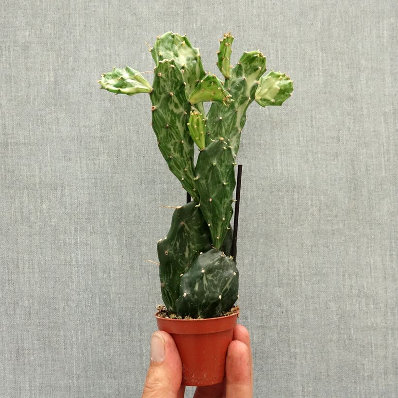 Amostra de Opuntia jamaicensis Ghost Miniplanta tal como entregue na primavera
