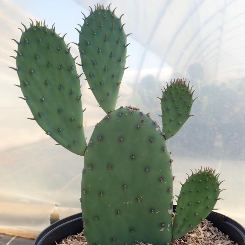 Opuntia laevis (Hábito)