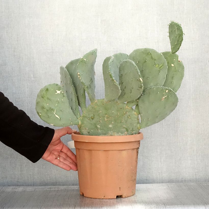 Amostra de Opuntia laevis - Cactus raquette Pot de 4L/5L tal como entregue no outono