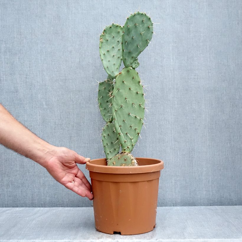 Amostra de Opuntia laevis Vaso de 4 L/5 L tal como entregue no verão