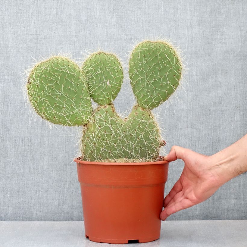 Amostra de Opuntia leucotricha - Cactus raquette Pot de 4L/5L tal como entregue no inverno