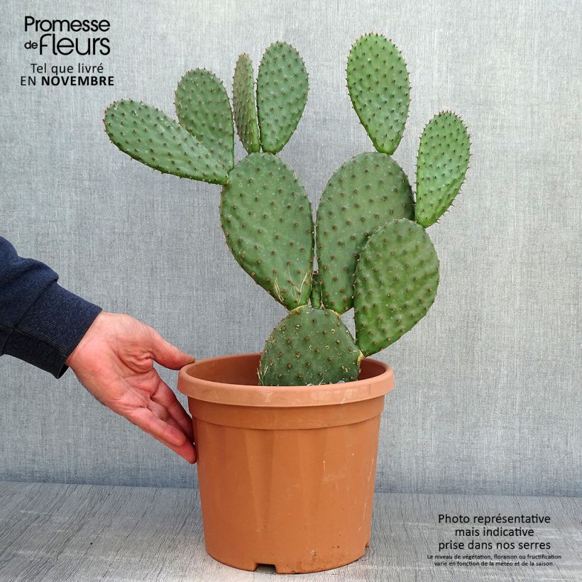 Amostra de Opuntia lubrica Vaso de 3 L/4 L tal como entregue no outono