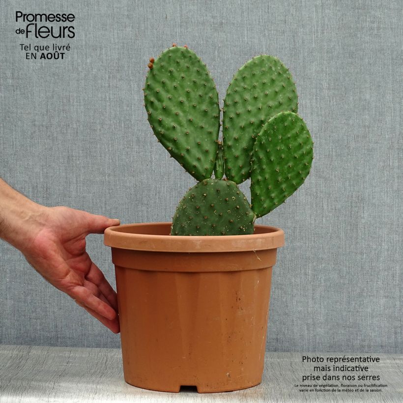 Amostra de Opuntia lubrica Vaso de 3 L/4 L tal como entregue no verão