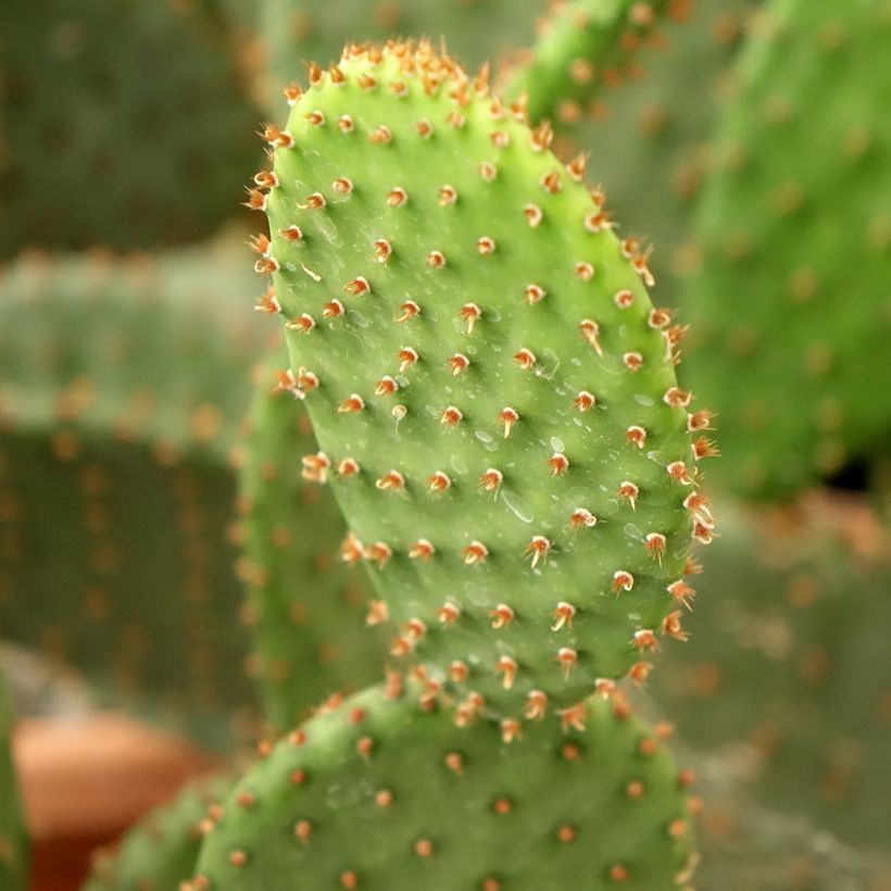 Opuntia lubrica (Folhagem)