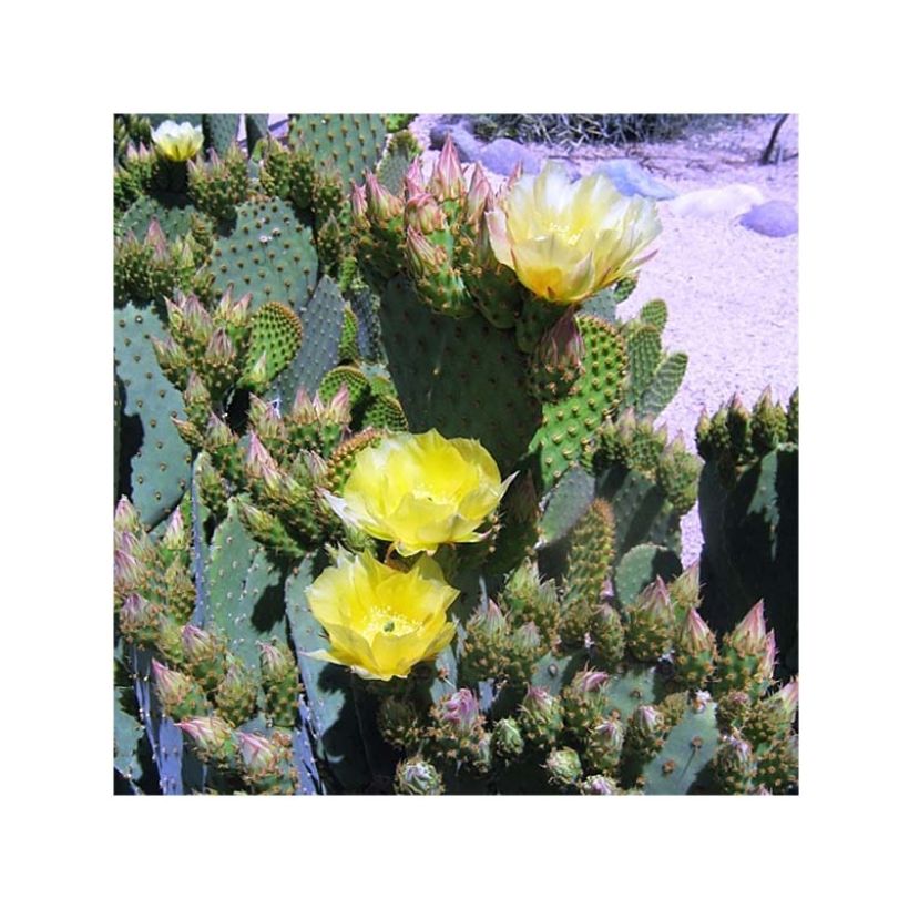 Opuntia lubrica (Floração)