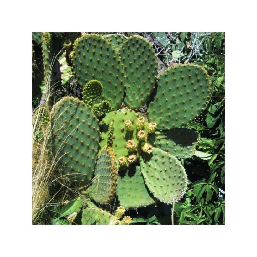 Opuntia lubrica (Hábito)