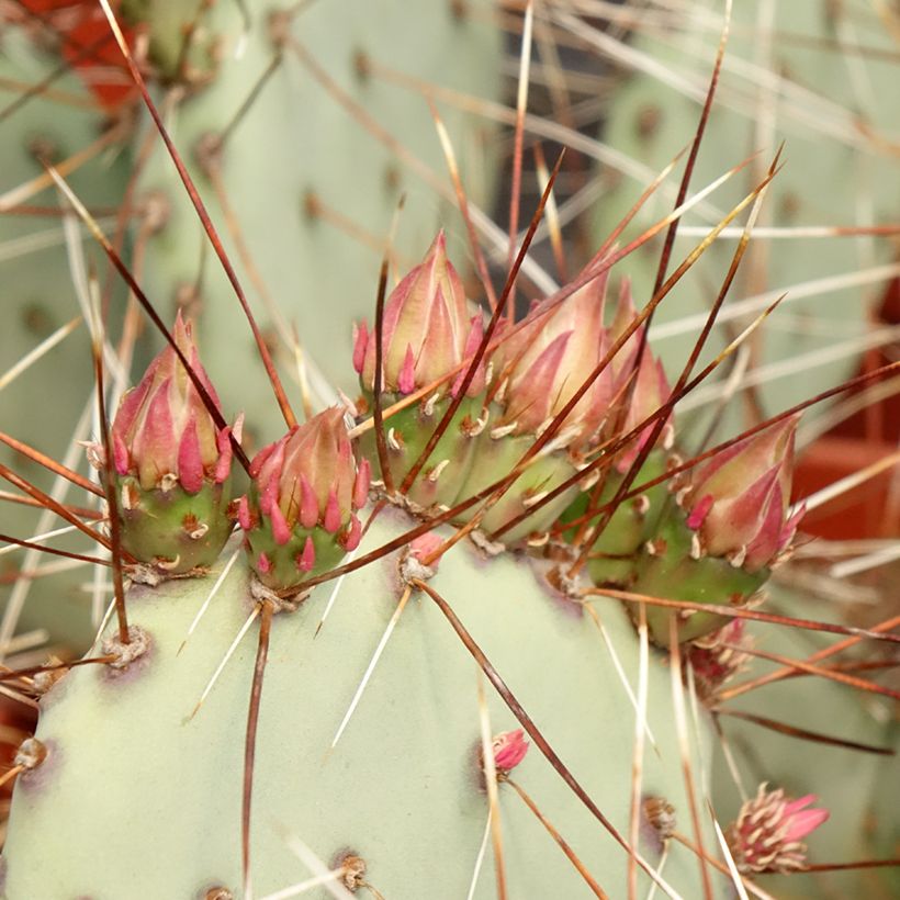 Opuntia macrocentra (Folhagem)