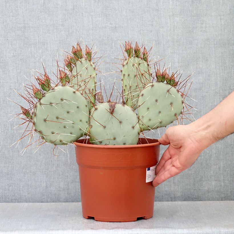 Amostra de Opuntia macrocentra - Cactus raquette Pot de 4L/5L tal como entregue na primavera