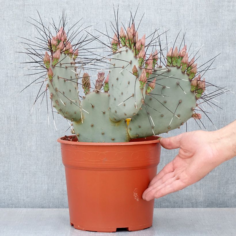 Amostra de Opuntia macrocentra (épines noires) - Cactus raquette Pot de 4L/5L tal como entregue no inverno