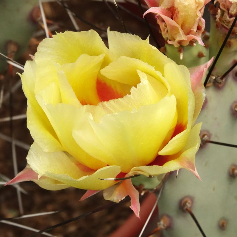 Opuntia macrocentra Epines noires (Floração)