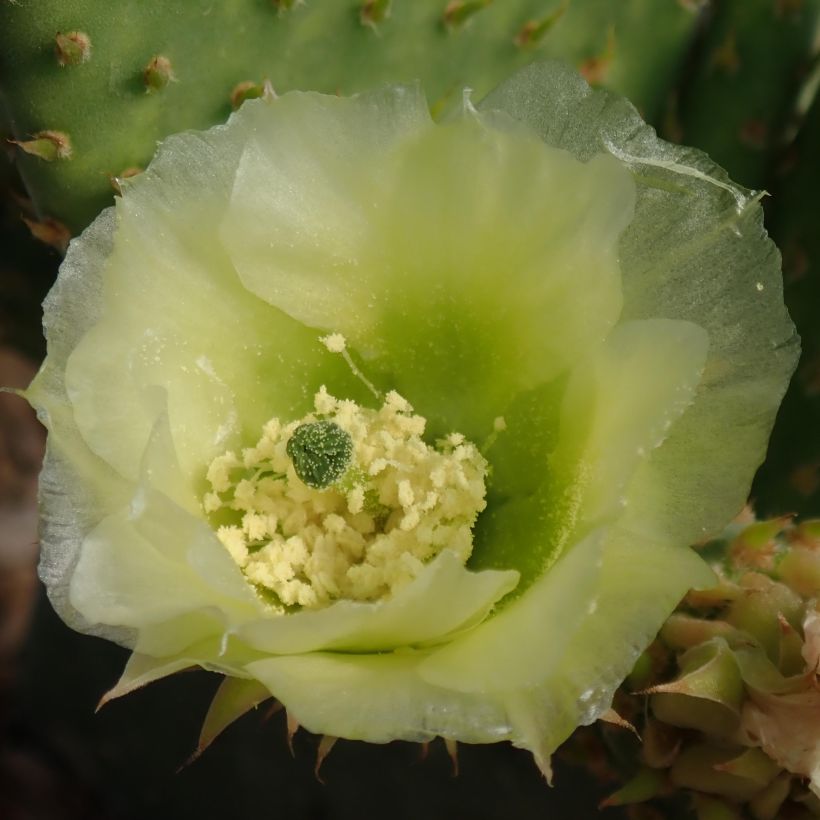 Opuntia microdasys Caress (Floração)