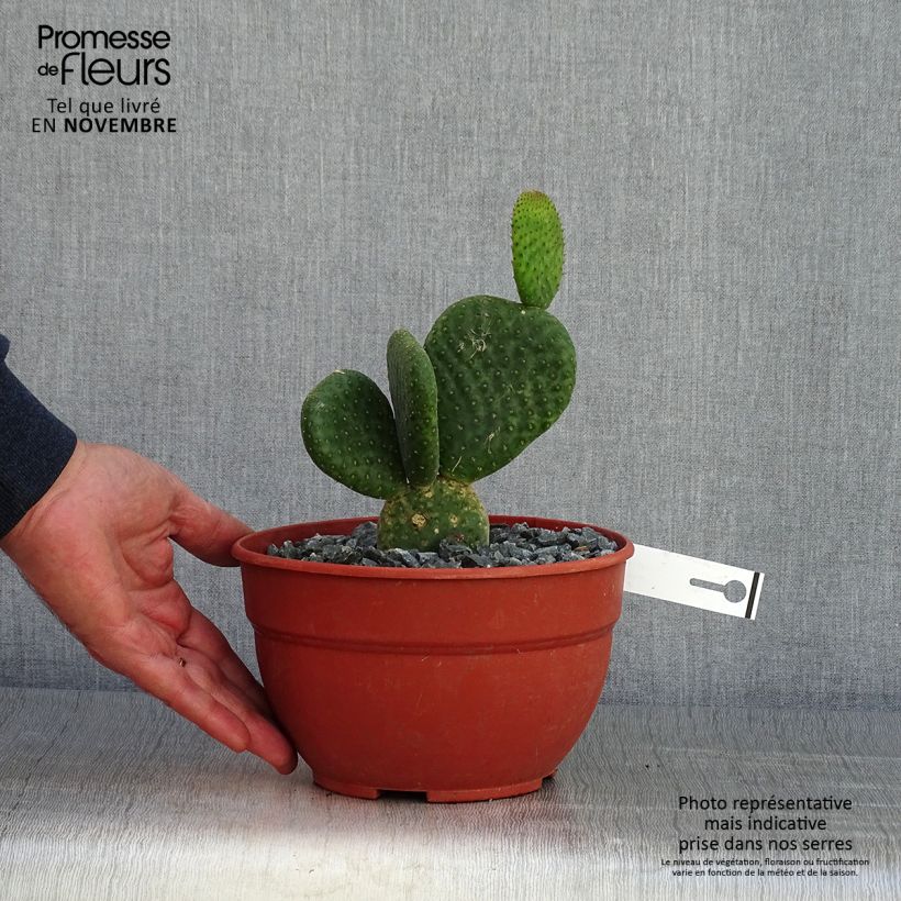 Amostra de Opuntia microdasys Caress Vaso de 3 L/4 L tal como entregue no outono