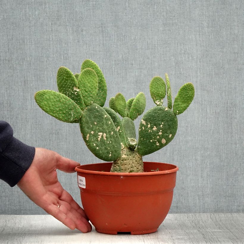 Amostra de Opuntia microdasys Caress Vaso de 3 L/4 L tal como entregue no verão