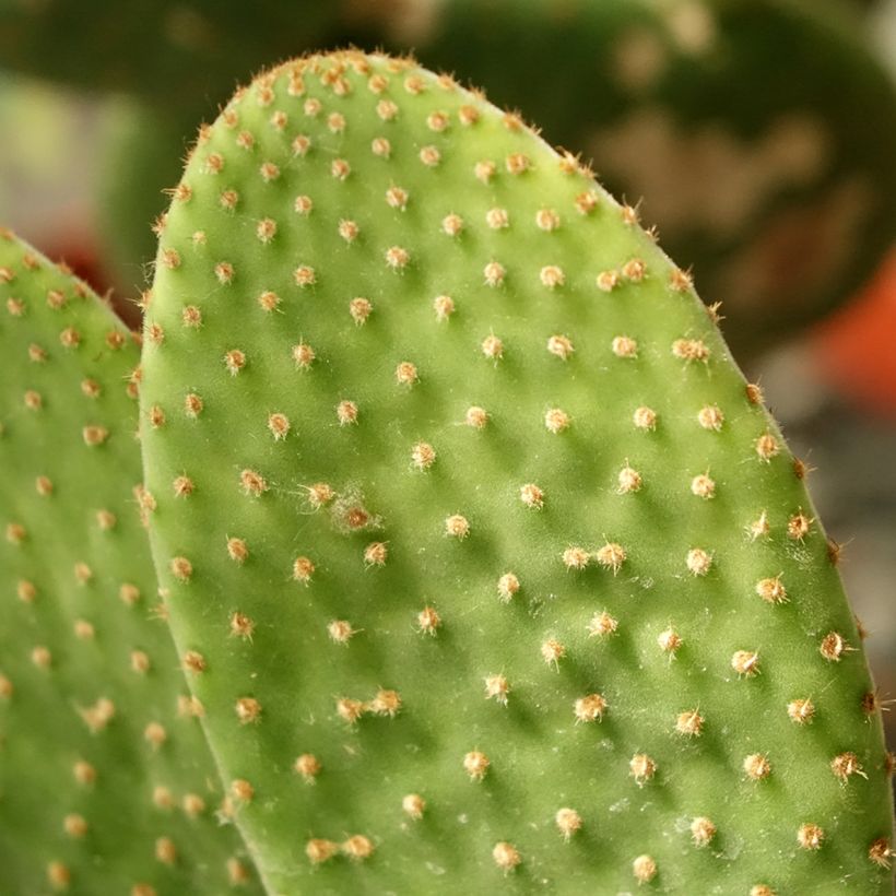 Opuntia microdasys Caress (Folhagem)