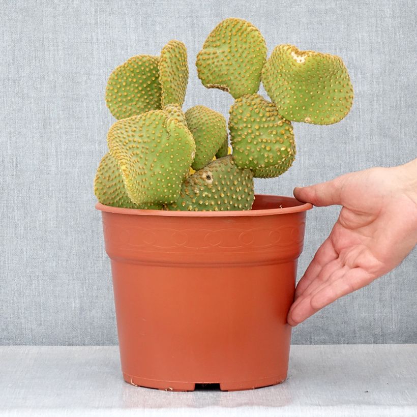 Amostra de Opuntia microdasys Undulata - Cactus raquette Pot de 4L/5L tal como entregue no inverno