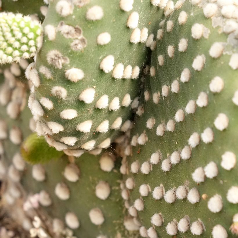 Opuntia microdasys var. albispina (Folhagem)