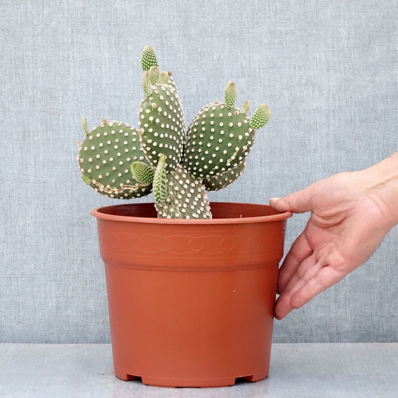 Amostra de Opuntia microdasys var. albispina - Cactus raquette Pot de 4L/5L tal como entregue no inverno