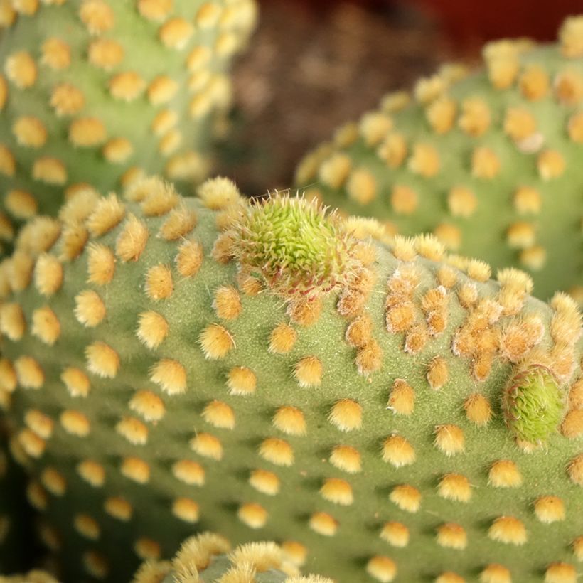 Opuntia microdasys var. pallida (Folhagem)