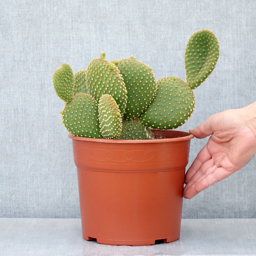 Amostra de Opuntia microdasys var. pallida - Cactus raquette Pot de 4L/5L tal como entregue na primavera
