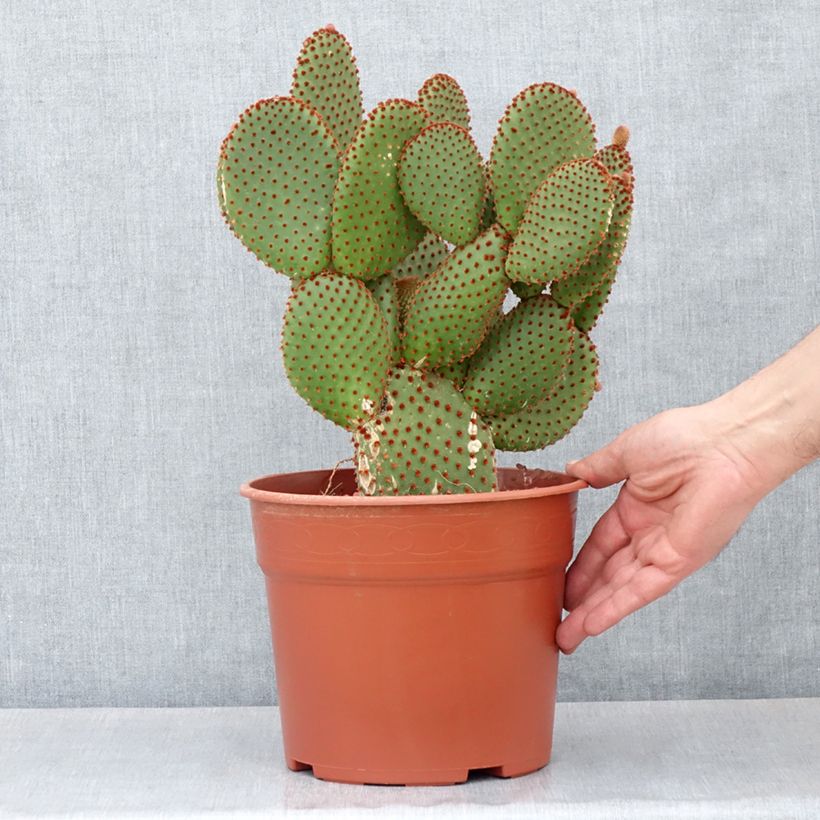 Amostra de Opuntia microdasys var. rufida - Cactus raquette Pot de 4L/5L tal como entregue no inverno