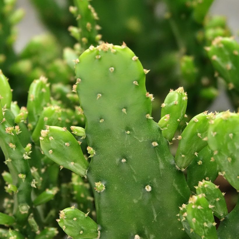 Opuntia monacantha - Opúncia (Folhagem)