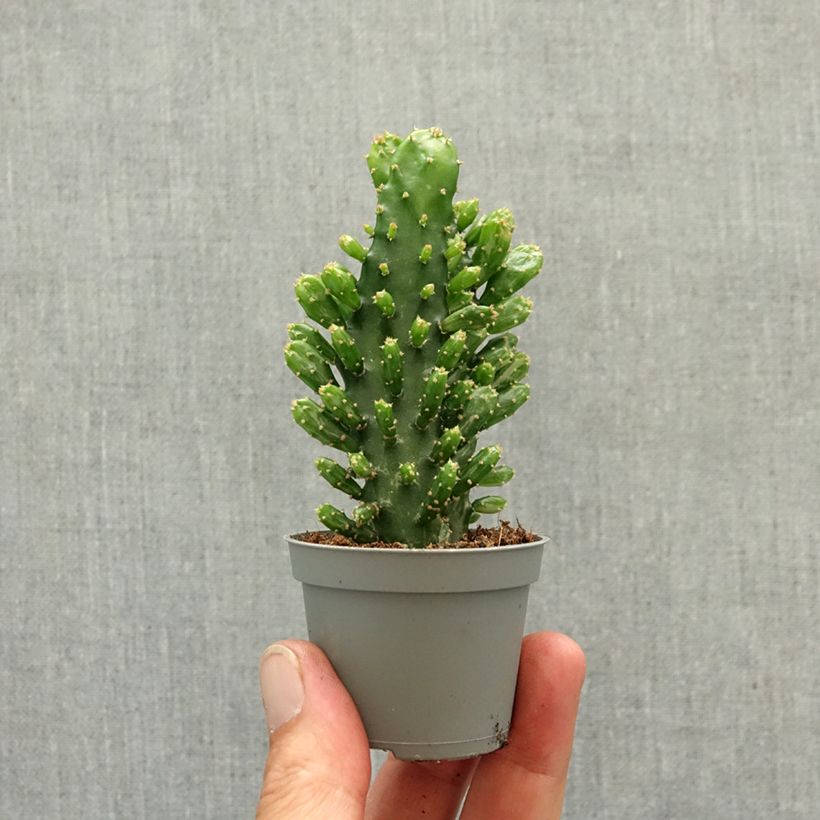 Amostra de Opuntia monacantha - Cactus raquette Mini-plante tal como entregue na primavera