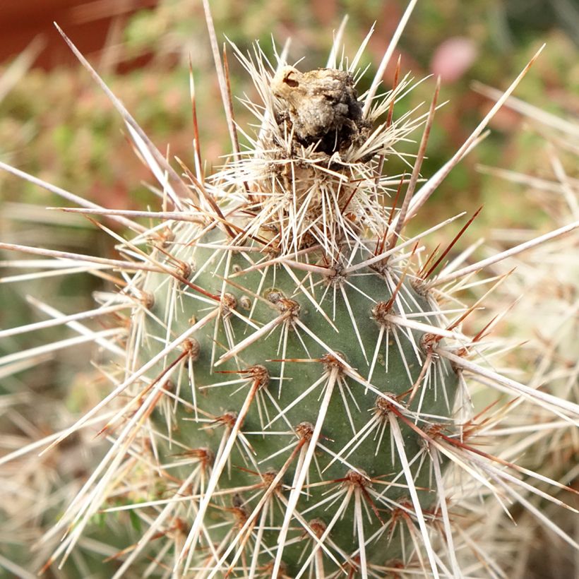 Opuntia polyacantha (Folhagem)