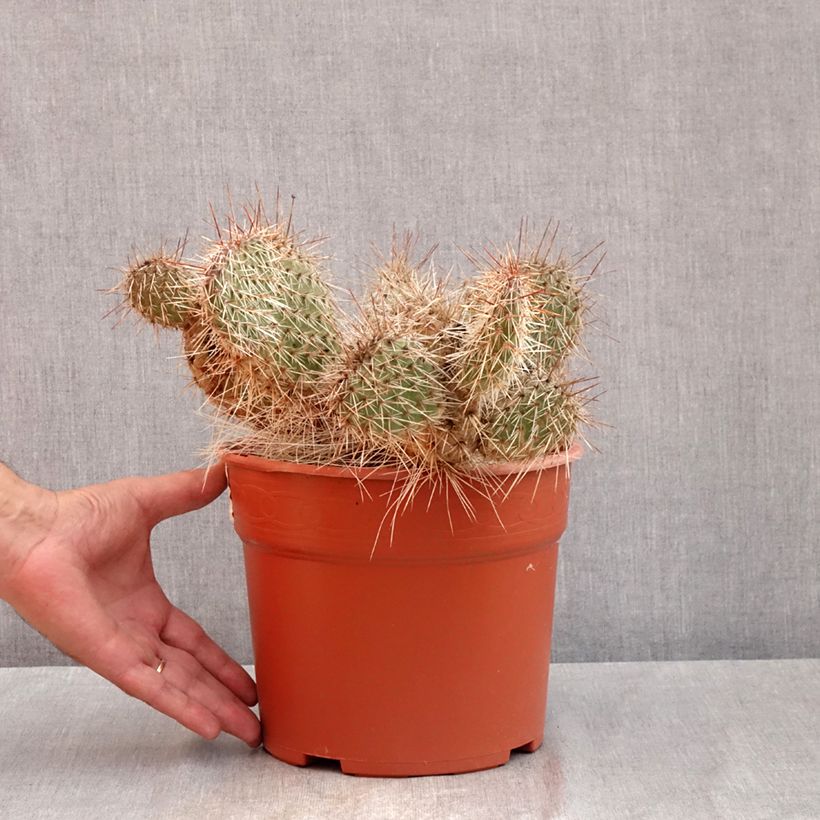 Amostra de Opuntia polyacantha Vaso de 4 L/5 L tal como entregue no verão