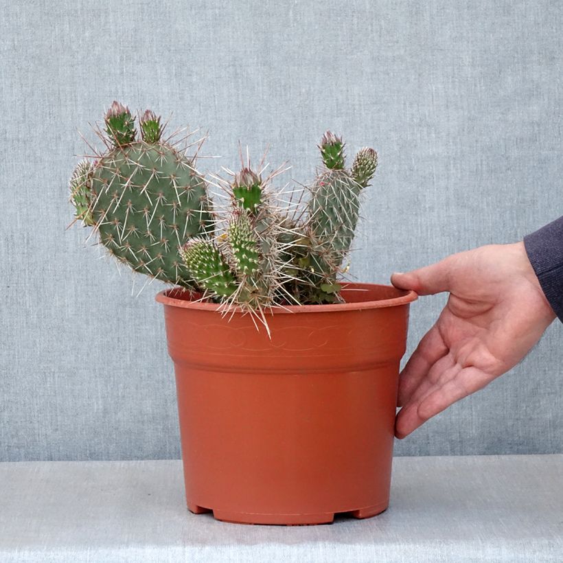 Amostra de Opuntia polyacantha - Cactus raquette Pot de 4L/5L tal como entregue na primavera