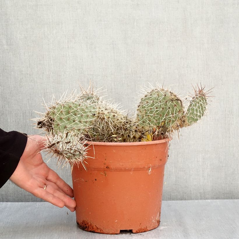 Amostra de Opuntia polyacantha Vaso de 4 L/5 L tal como entregue no outono