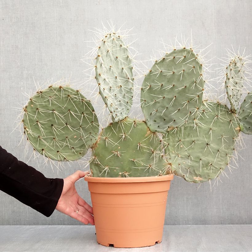 Amostra de Opuntia robusta Vaso de 7,5 L/10 L tal como entregue no outono
