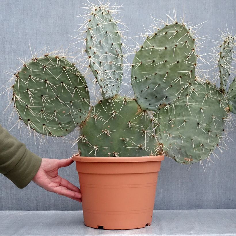 Amostra de Opuntia robusta - Cactus raquette Vaso de 7,5 L/10 L tal como entregue no inverno