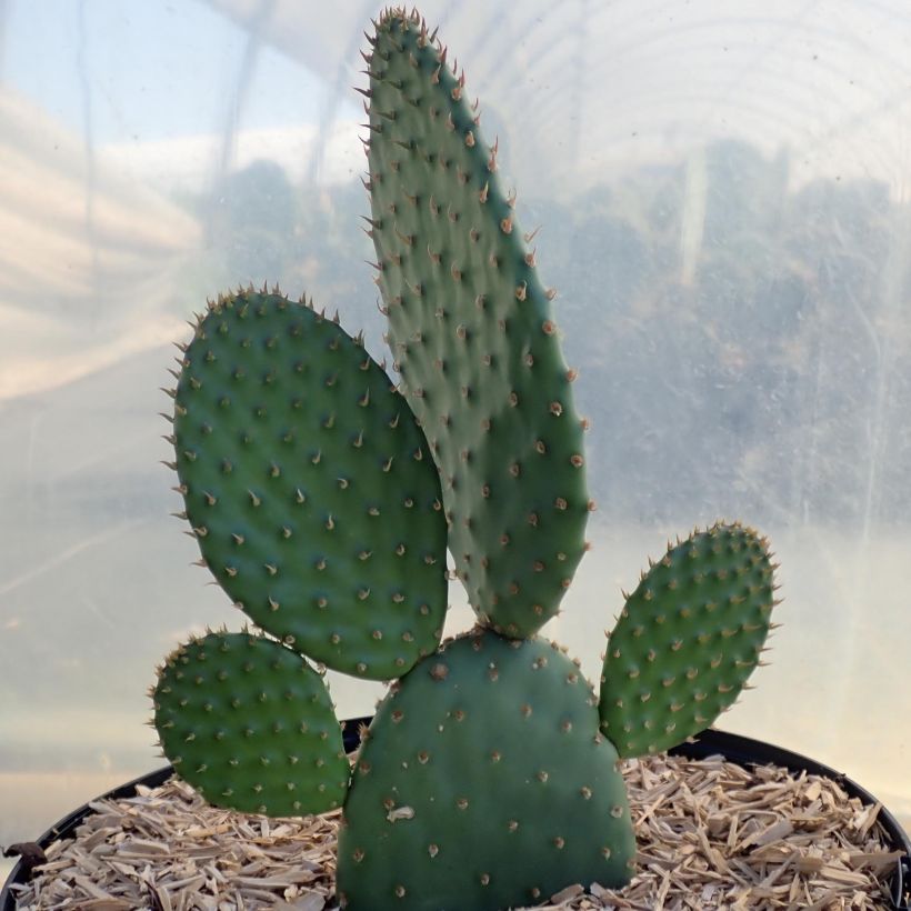 Opuntia rufida (Hábito)