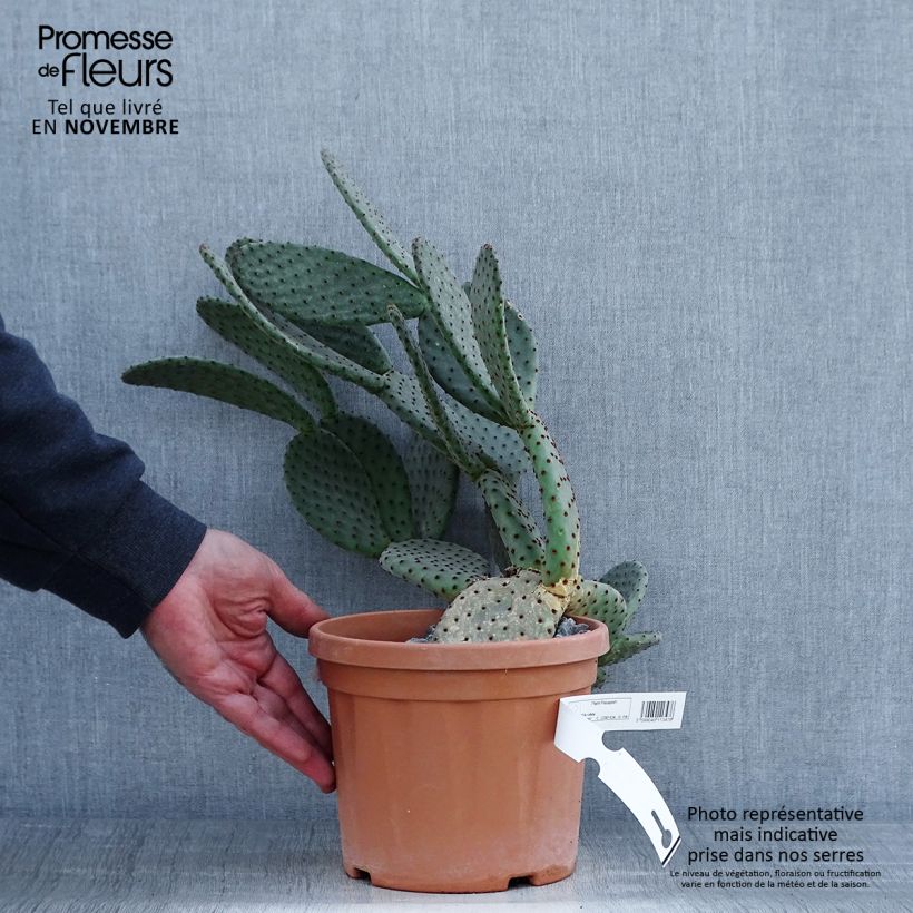 Amostra de Opuntia rufida Vaso de 3 L/4 L tal como entregue no outono
