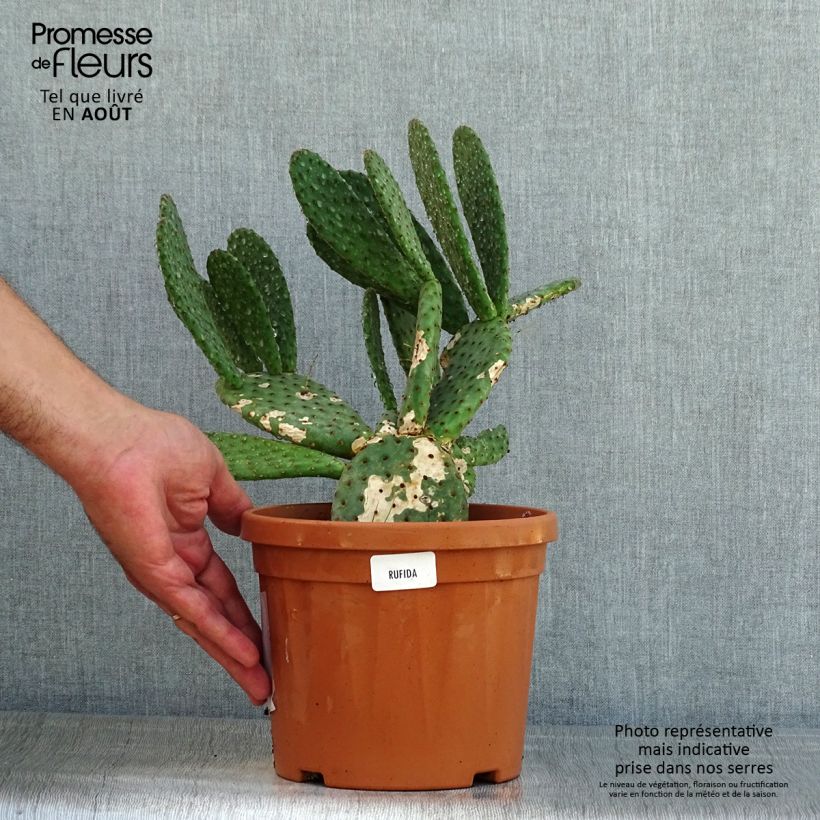 Amostra de Opuntia rufida Vaso de 3 L/4 L tal como entregue no verão