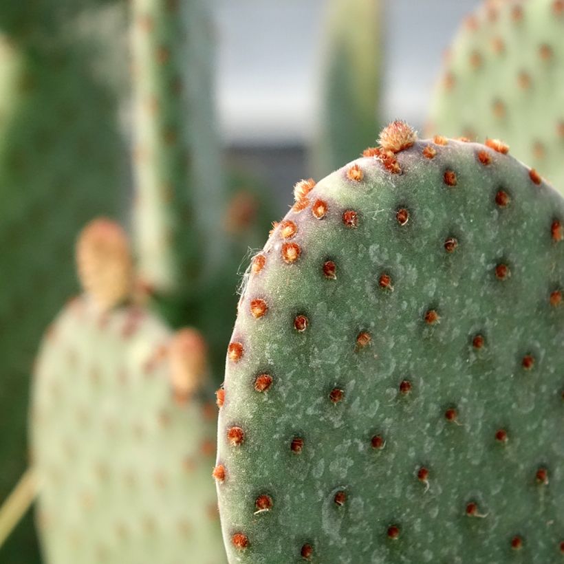 Opuntia rufida (Folhagem)