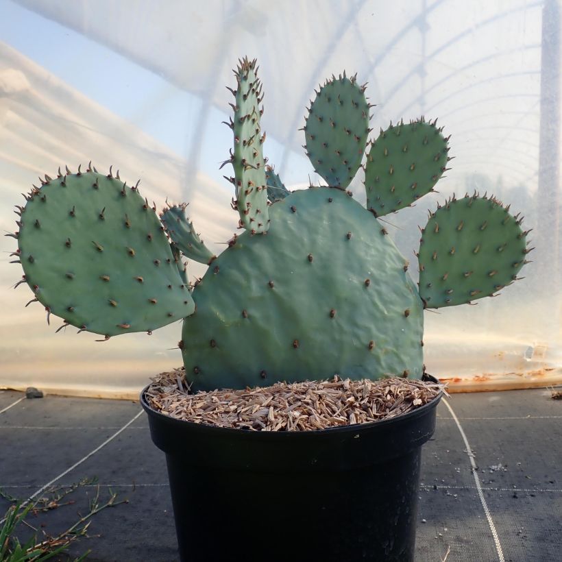 Opuntia sanguinicola (Hábito)