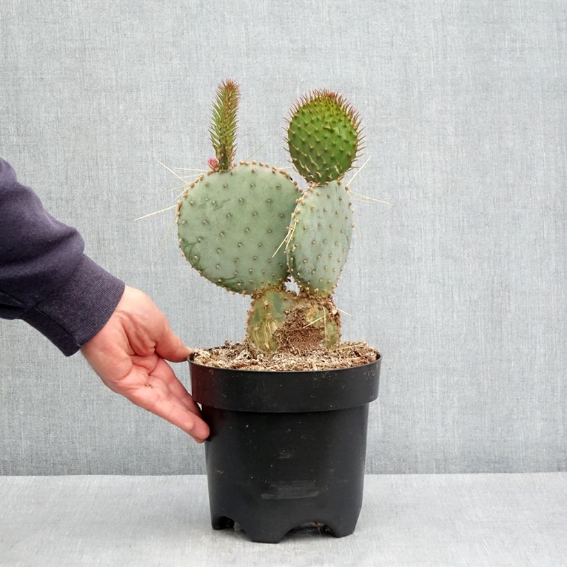 Amostra de Opuntia santa-rita - Cactus raquette Pot de 3L/4L tal como entregue no inverno