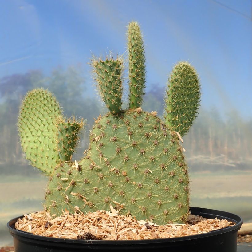 Opuntia scheeri (Hábito)
