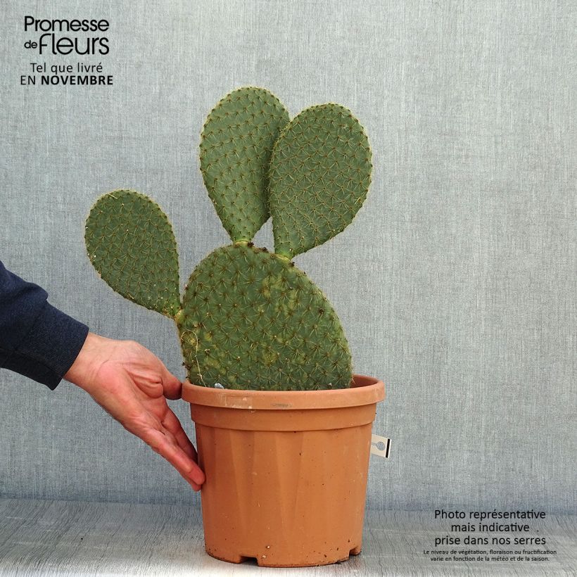 Amostra de Opuntia scheeri Vaso de 4 L/5 L tal como entregue no outono