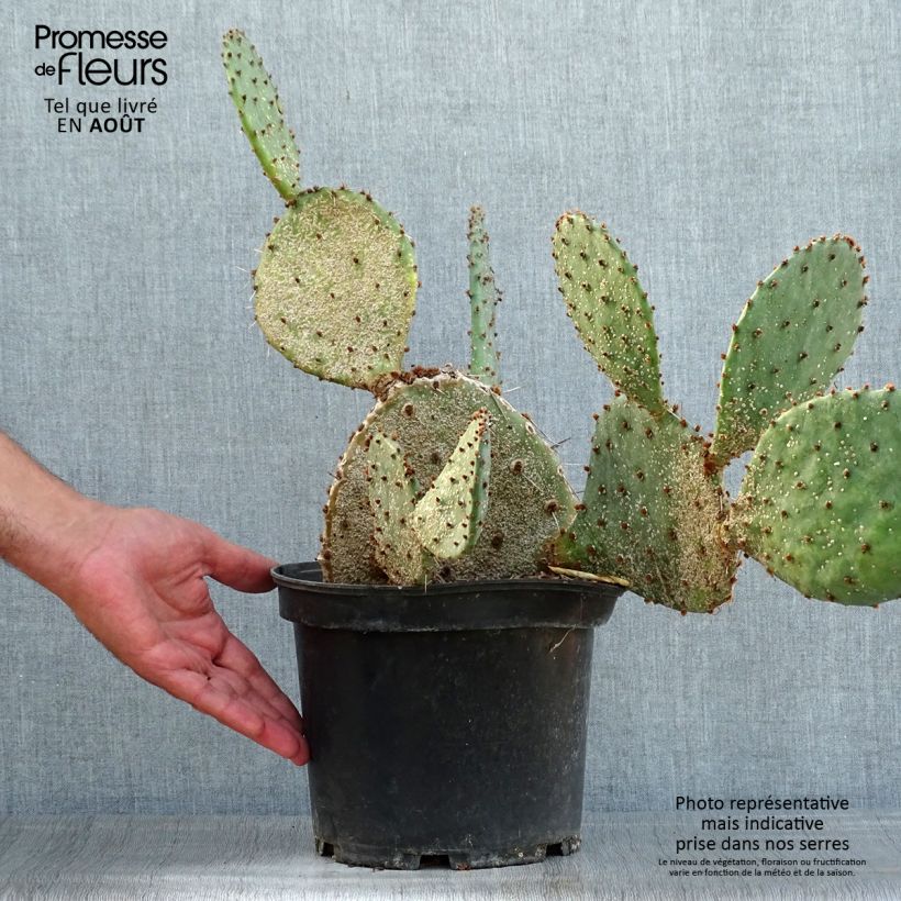 Amostra de Opuntia semispinosa Vaso de 4 L/5 L tal como entregue no verão