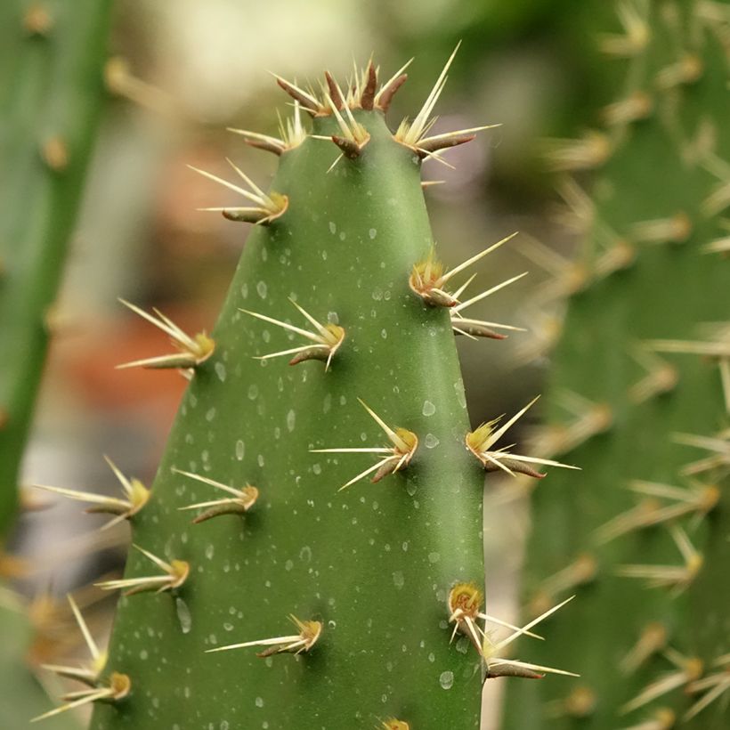 Opuntia semispinosa (Folhagem)
