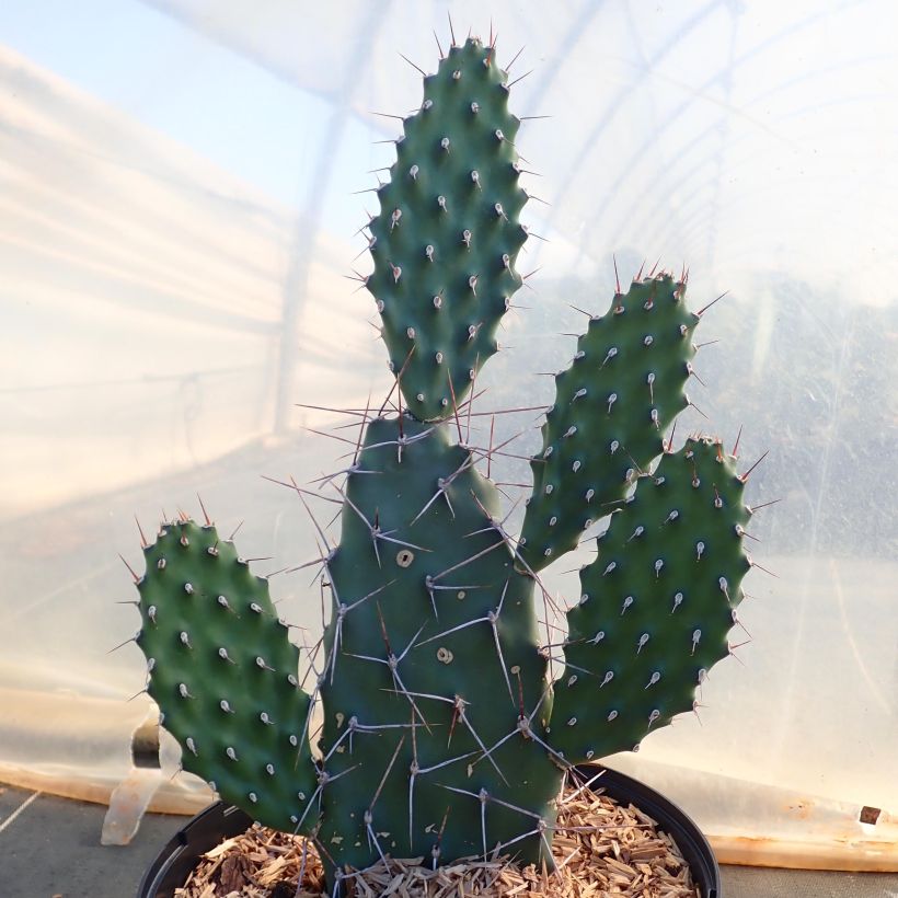 Opuntia sulfurea (Hábito)